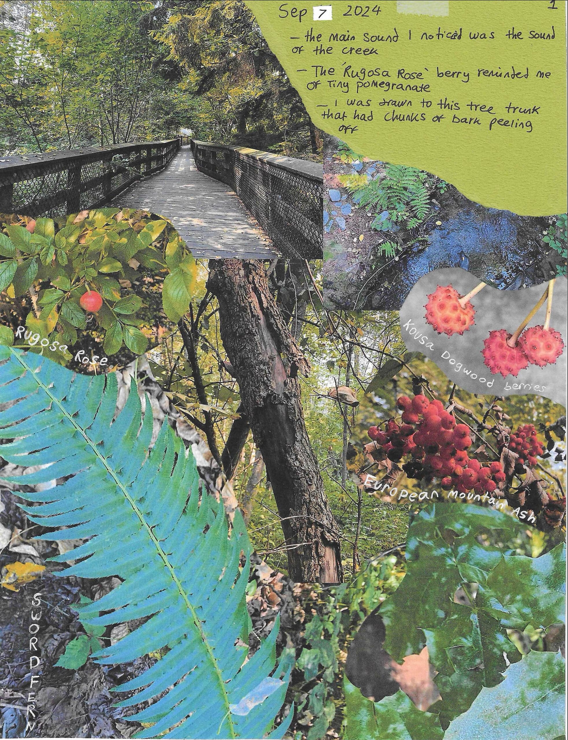 A mixed-media collage featuring a forest boardwalk, close-up photos of plants, and handwritten notes. Identified plants include Rugosa rose, sword fern, Kousa dogwood berries, and European mountain ash. Handwritten text notes the sound of the creek, peeling tree bark, and plant observations.