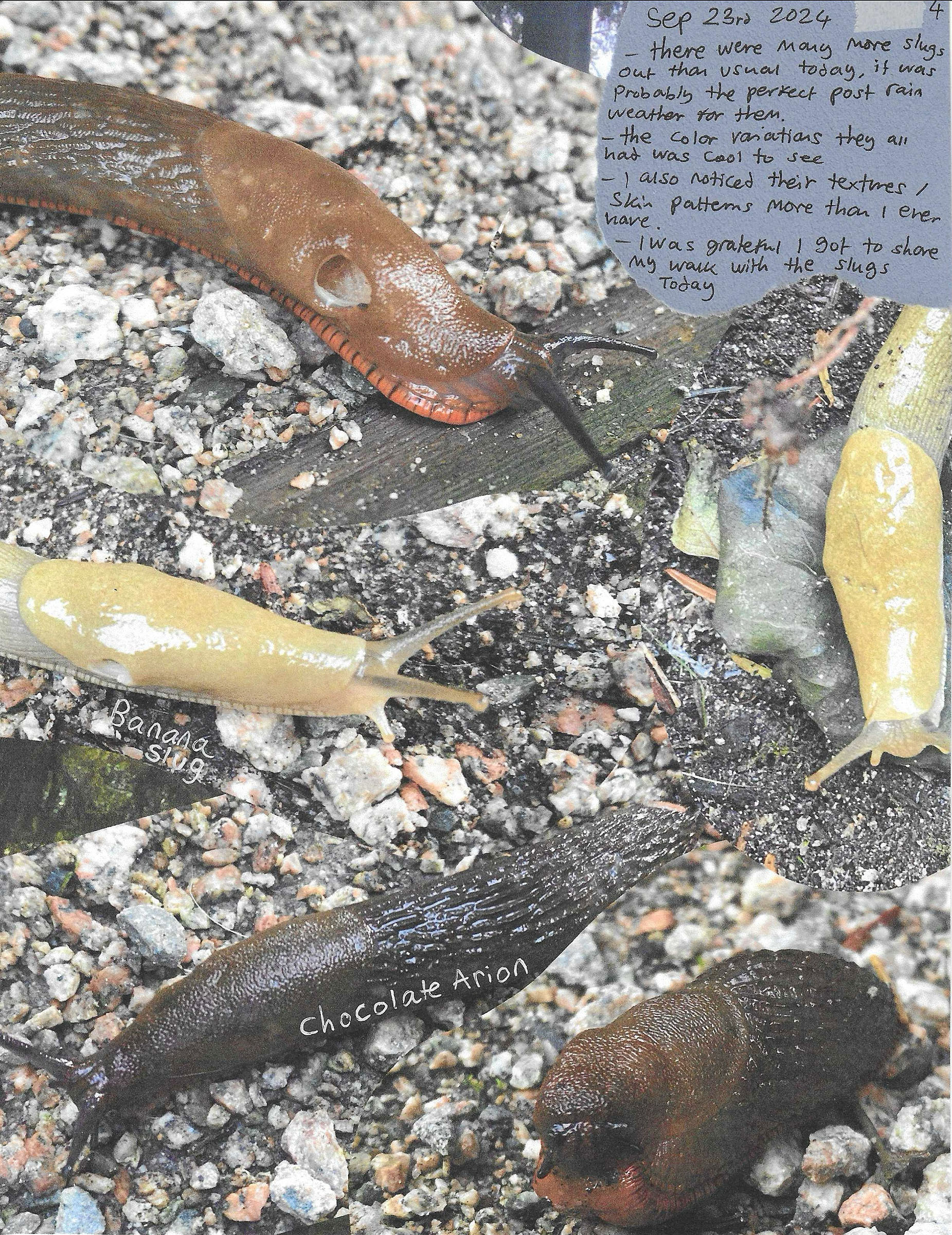 A collage highlighting different slugs on gravel, including banana slugs and chocolate Arion. Handwritten notes describe noticing slug textures, color variations, and an abundance of slugs after rain, with reflections on gratitude for sharing space with them.