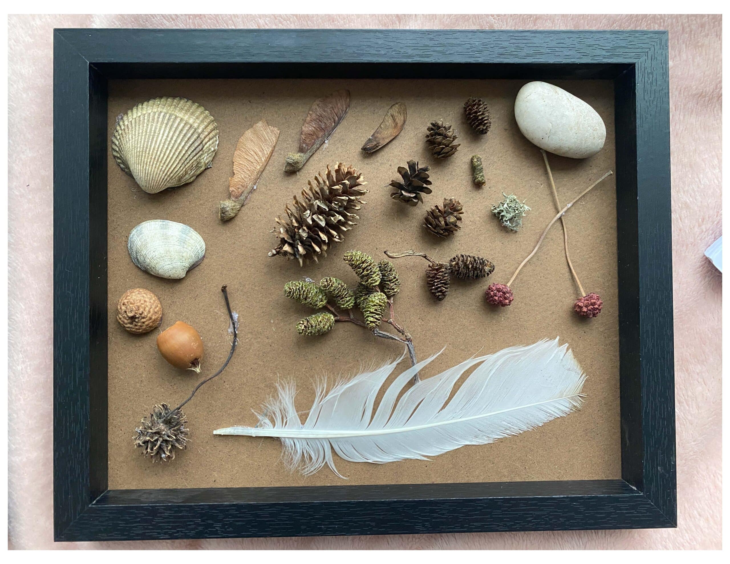 A black-framed display case containing a white feather, pinecones, seashells, pebbles, acorns, twigs, and seed pods, neatly arranged against a plain background.