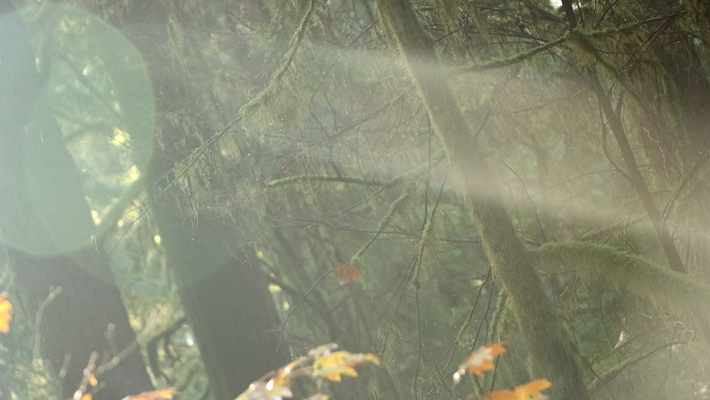 A soft beam of sunlight cuts diagonally through a misty forest, illuminating moss-covered branches. The scene is hazy with lens flare, while a few autumn leaves in the foreground glow in the light against the shadowy green background.