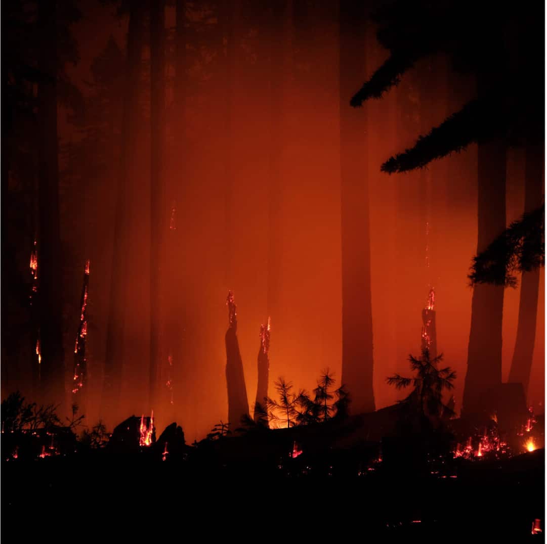 Wildfire scene at night with glowing orange flames and smoke illuminating tall tree trunks and burning forest floor.