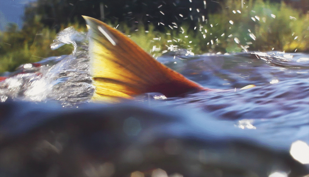 A close-up view of a salmon’s tail splashing in the water, catching sunlight as it moves.
