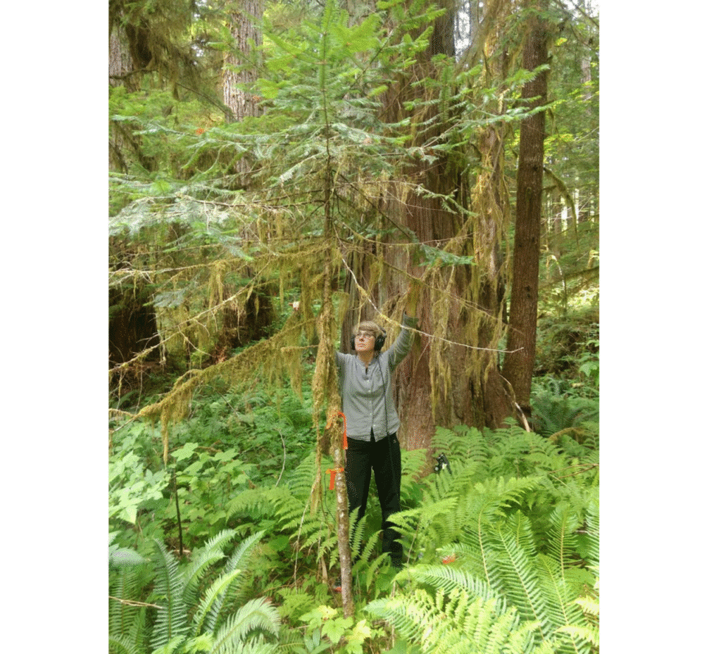 A person stands among ferns in a lush forest, reaching up to measure or touch moss hanging from a tree branch.