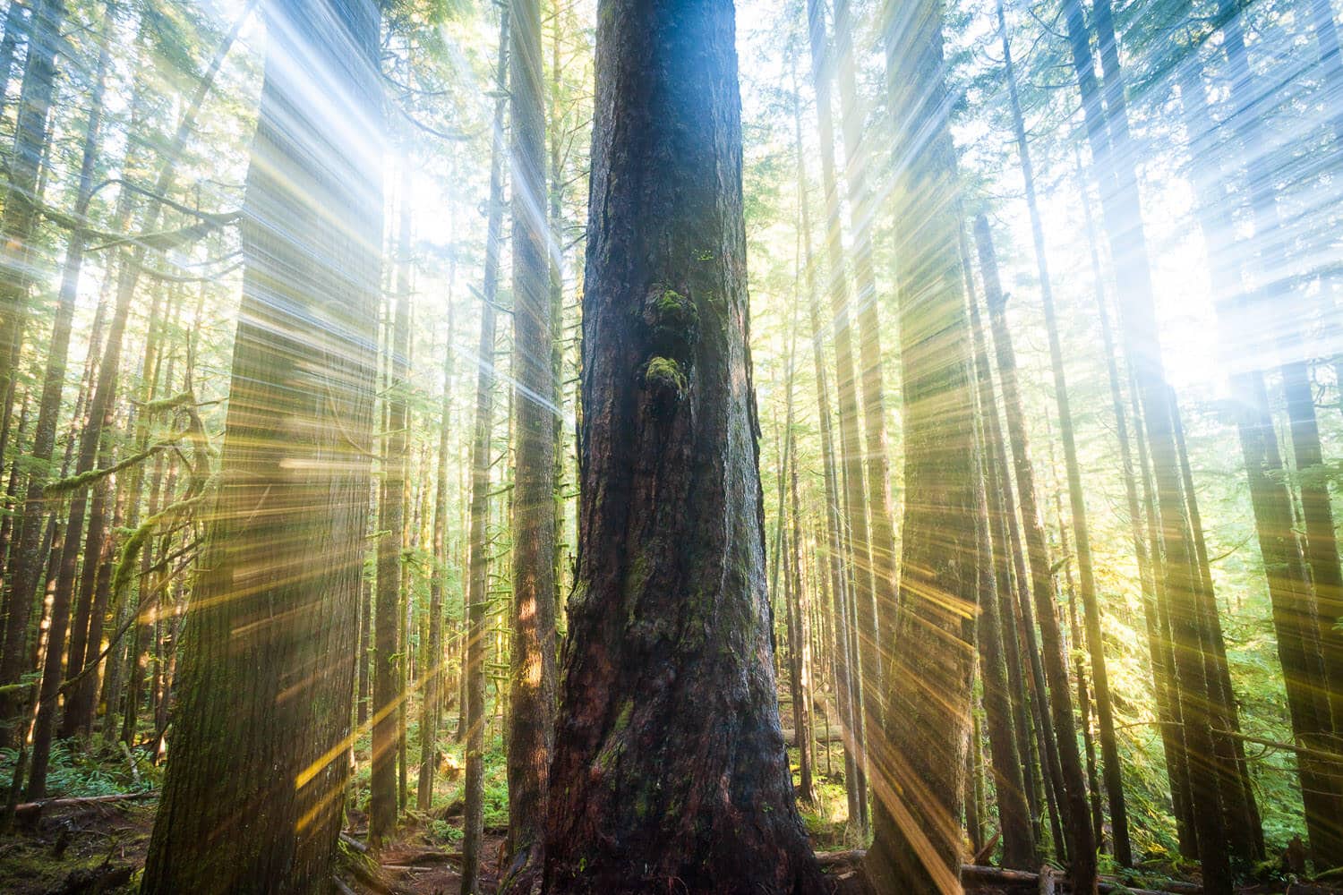 Sunbeams stream through tall trees in a lush, moss-covered forest.