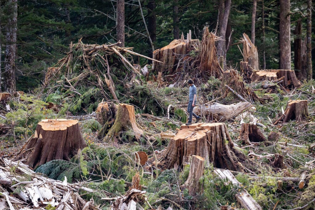 A person stands on a large tree stump surrounded by felled trees and forest debris.