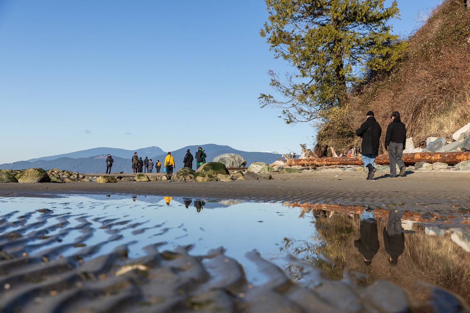A group of people walk a shoreline at low tide on a sunny winter day, rocks on the right limning a steep, scrubby slope punctuated by a single pine tree while blue mountains in the distance are reflected along with the people in a tide pool in the foreground.
