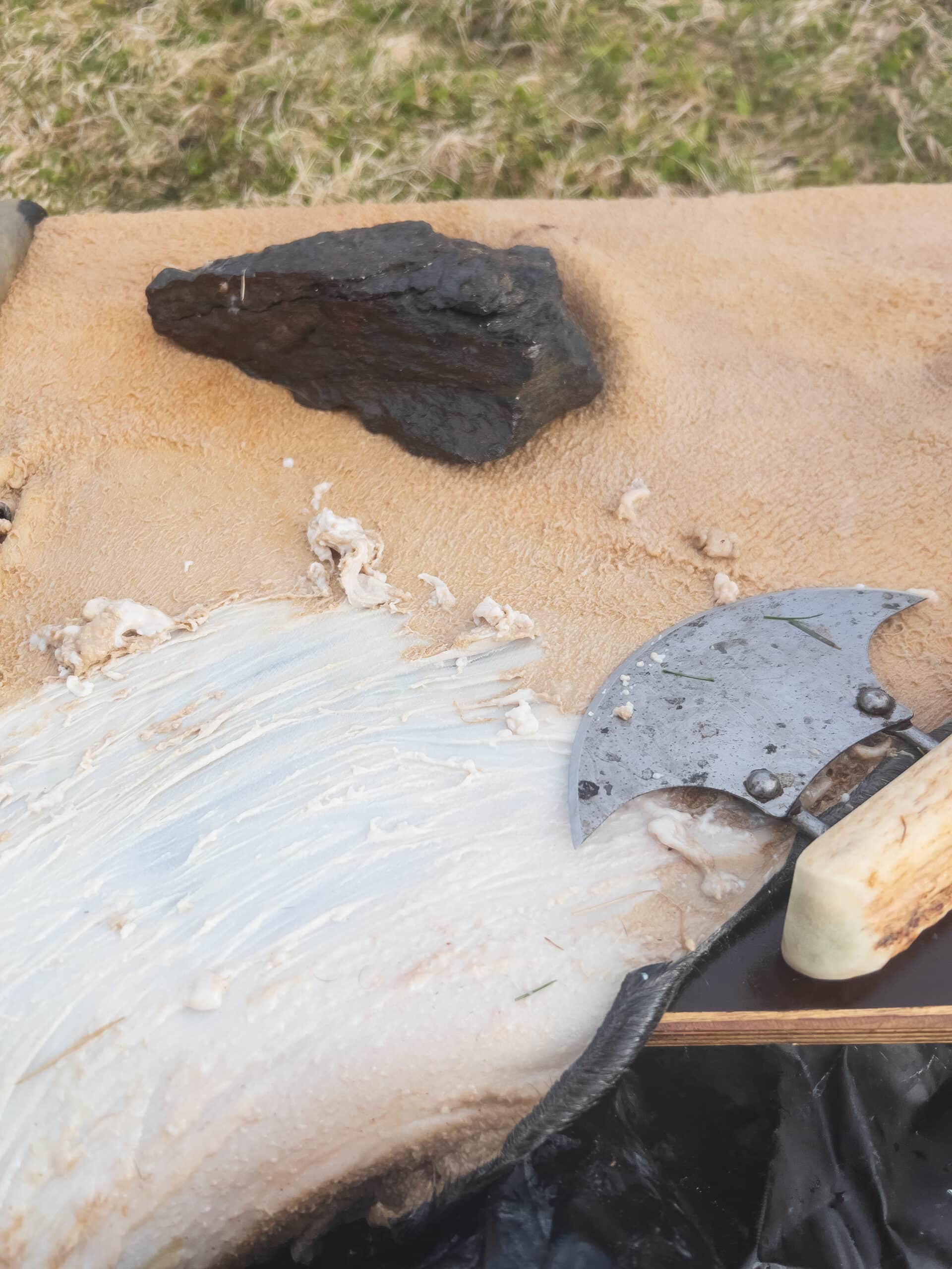 A close-up of an animal hide on a work surface with a curved metal scraping tool (ulu) and a stone placed on top.