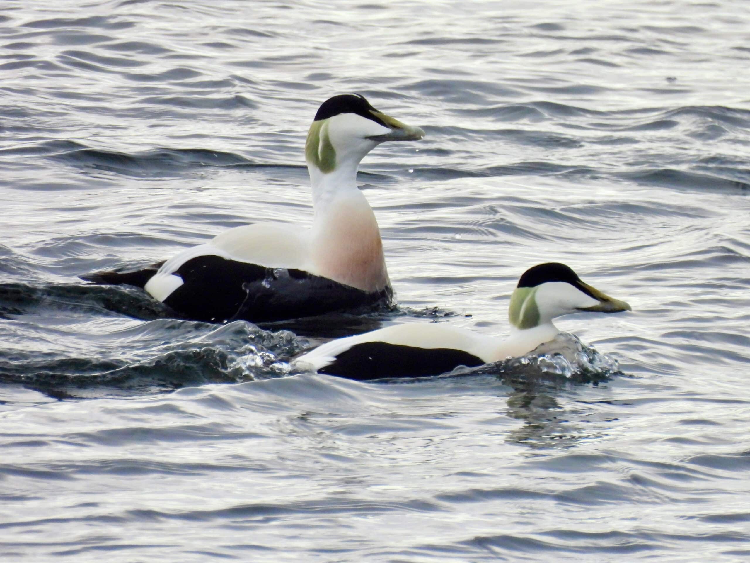 Two seabirds swimming side by side on rippling water, with black-and-white plumage and pale markings on their heads.