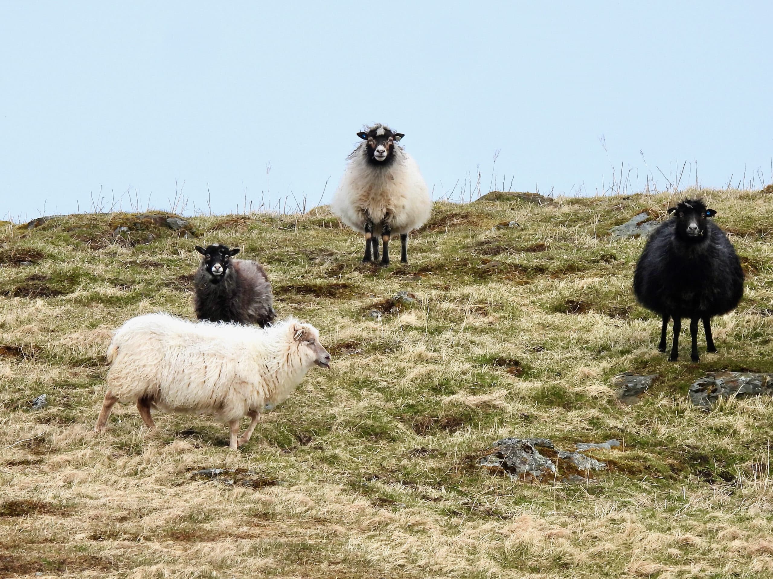 Four sheep standing on a grassy hillside, spaced apart and facing different directions, with open sky above.