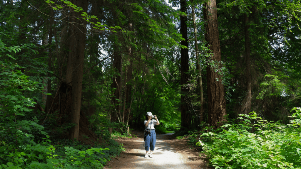 A person stands with a camera in a sunspot on a forested path surrounded by lush foliage and tall trees.