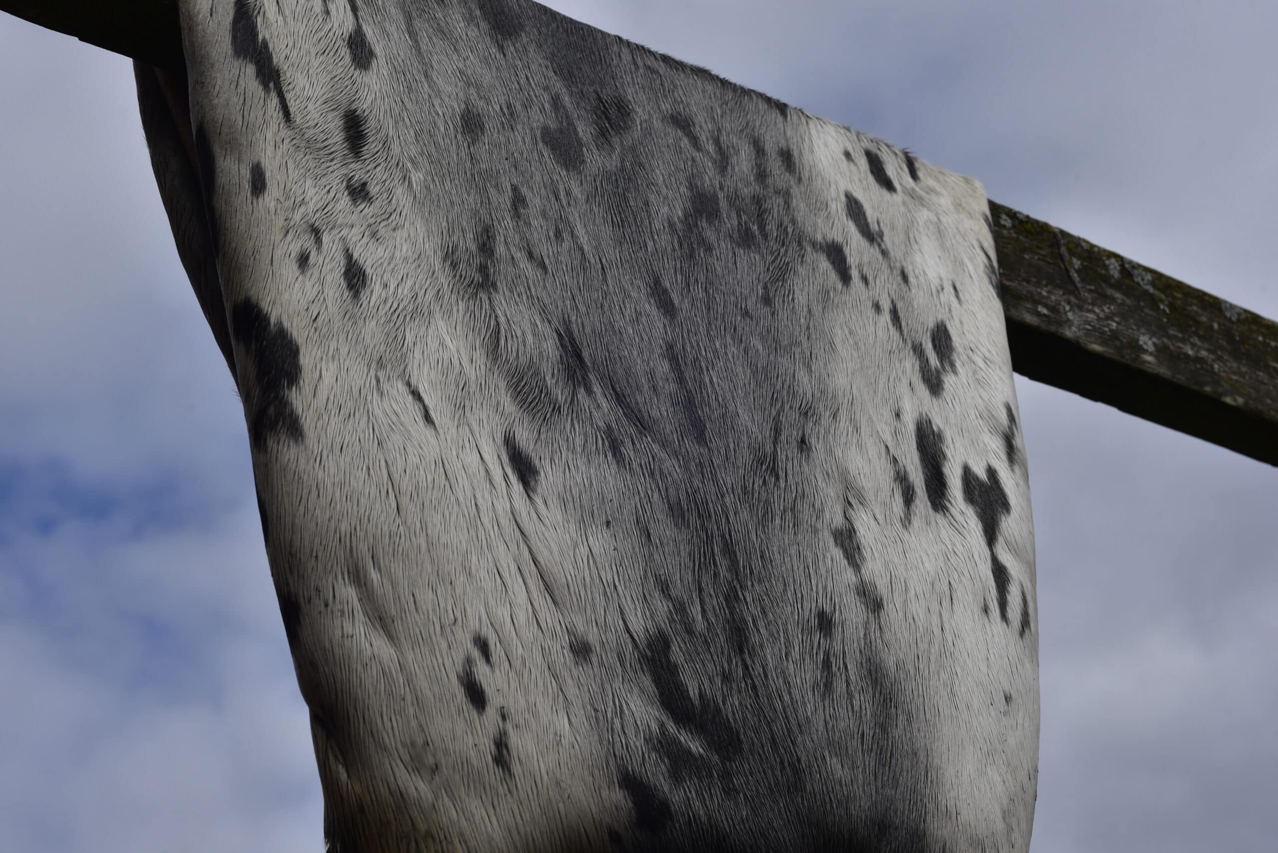 A close-up view of a grey, spotted animal hide stretched over a wooden frame, shown against an outdoor sky.