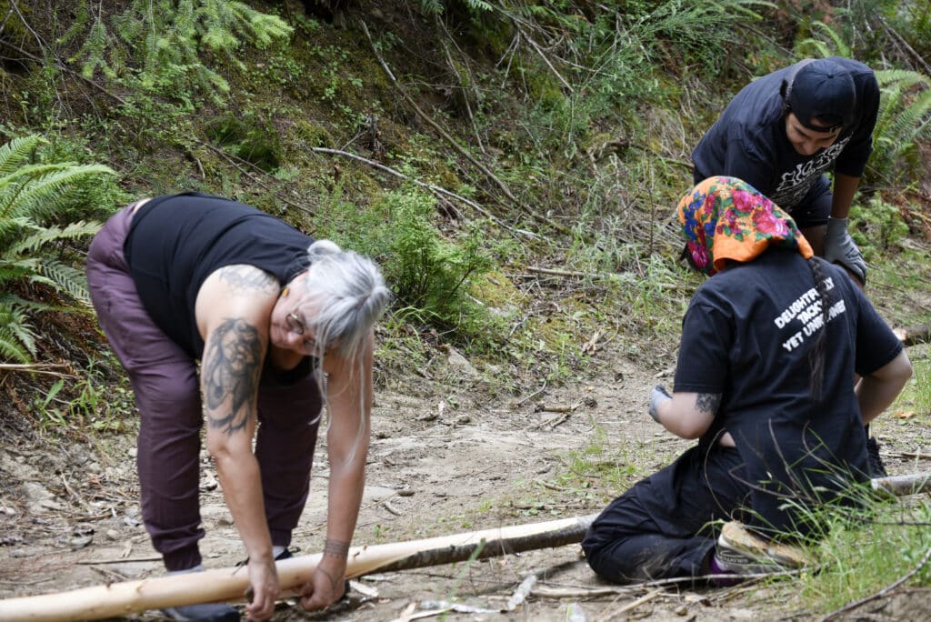 Three people on a forested trail labour over a fallen young fir tree.