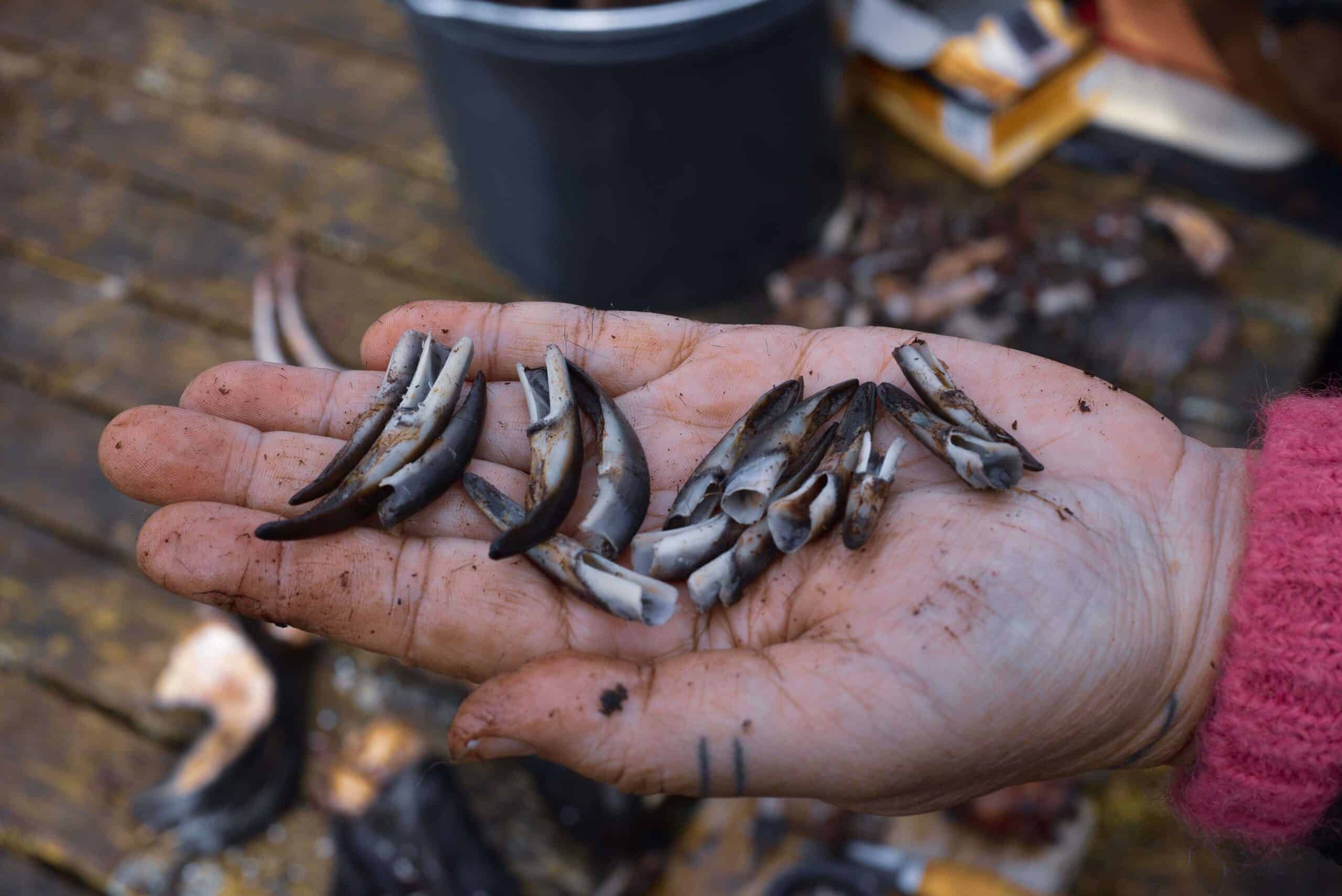 A close-up of an open hand holding a collection of small curved seal claws, shown against a wooden surface with tools and containers nearby.