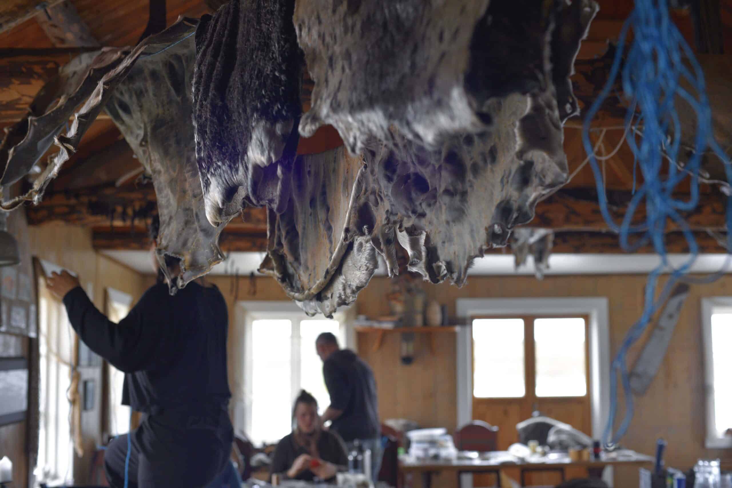 Several animal hides hanging from wooden beams inside a workshop, with people working at tables in the background beneath the suspended hides.
