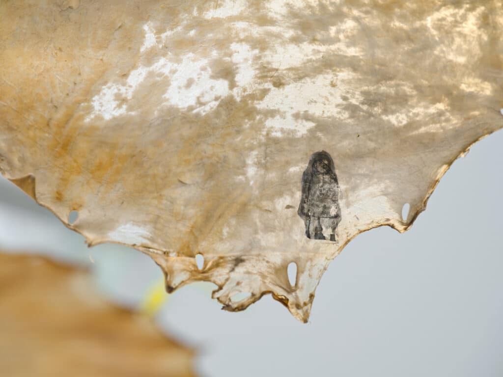 A close view of a translucent hide reveals natural textures and small openings, with a faint printed figure visible near the edge. Light passes through the surface, highlighting its organic variations.