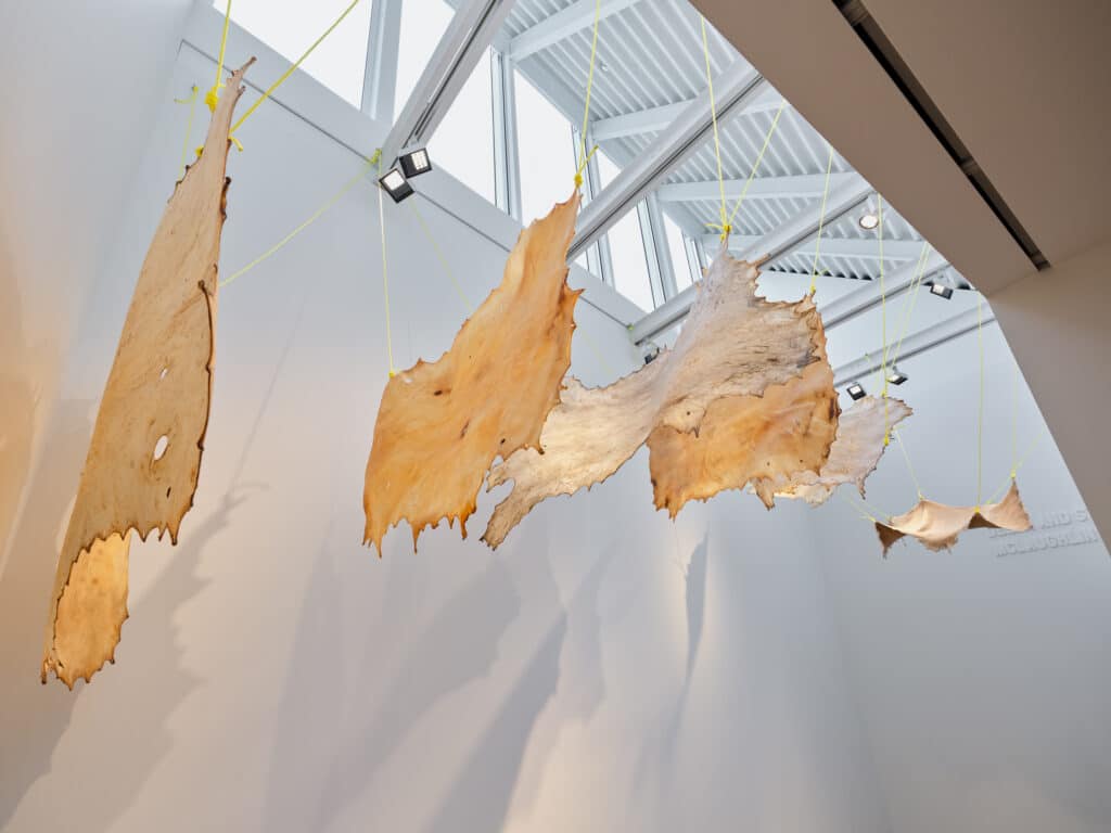 Several animal hides are suspended at different heights in a bright gallery, their edges curling and casting gentle shadows on the walls below. Overhead beams and a skylight frame the installation.