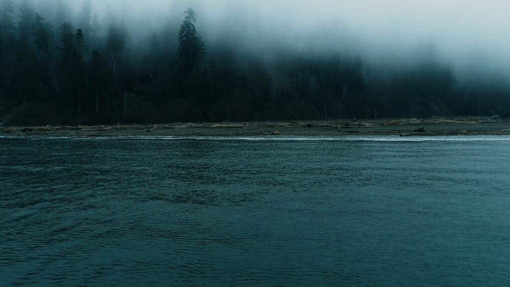 Dark water meets a rocky shoreline as fog drifts through tall trees along the coast. The scene feels quiet and still, with muted light softening the forest edge.