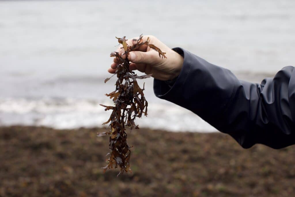Hand holding a piece of brown seaweed near a rocky shoreline with water and beach visible in the background.