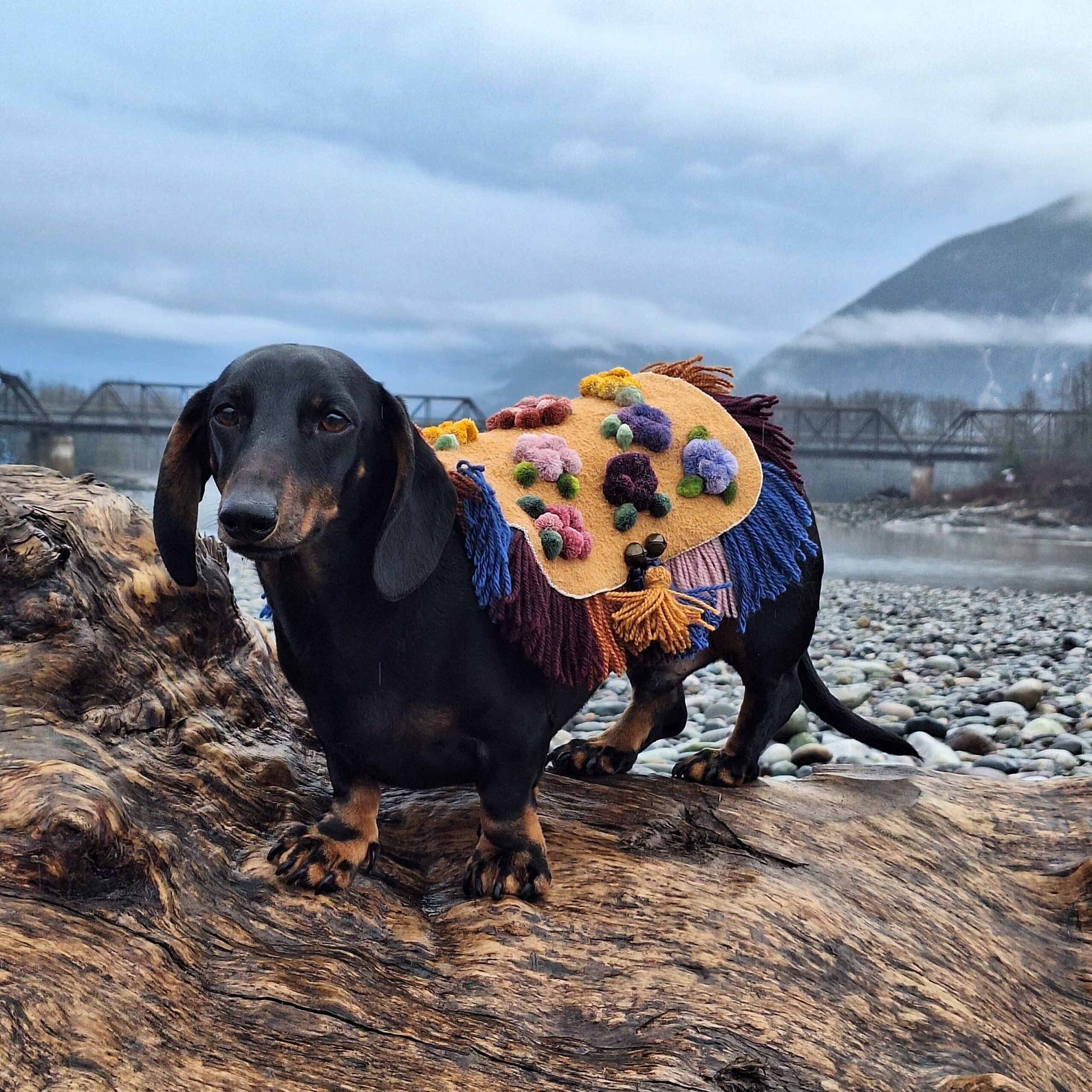 A closeup of a black and brown dachshund with a yellow jacket with multi-coloured patches on it